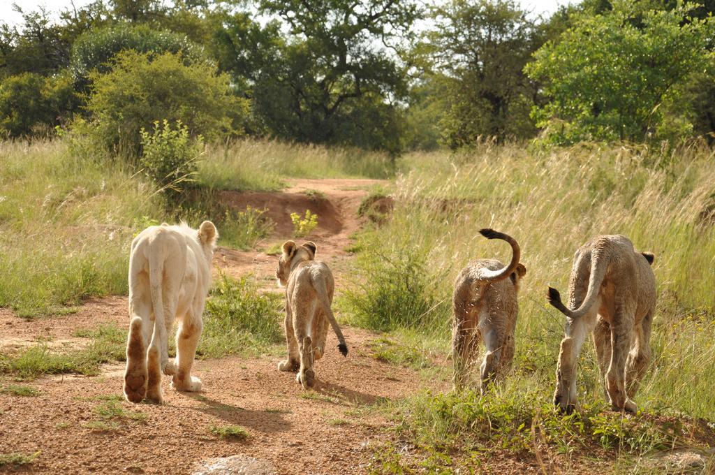 Ukutula Lion Lodge Beestekraal  Экстерьер фото